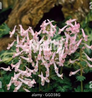 Corydalis solida - subsp.solida `Beth Evans'   ALP060528 Stock Photo